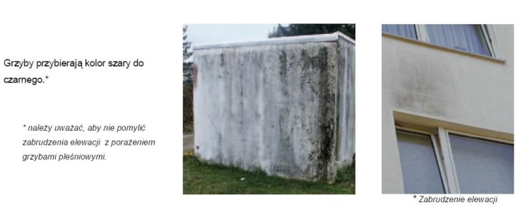 Mocny preparat do usuwania grzyba, pleśni, alg, glonów - Capatox