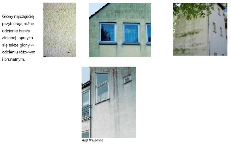 Mocny preparat do usuwania grzyba, pleśni, alg, glonów - Capatox